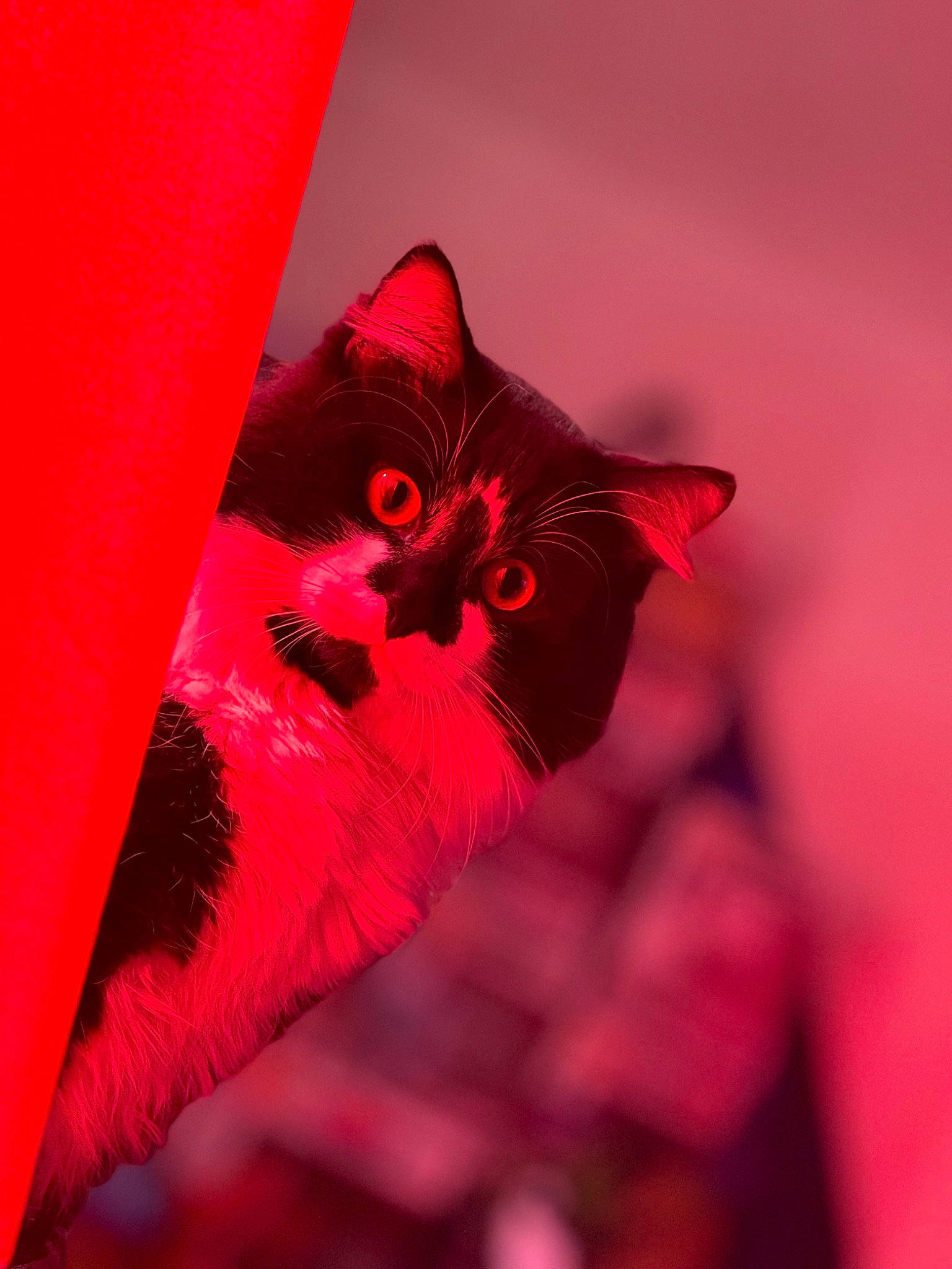 Jarvis is registered to the contest to win money with this photo: carmine, carnivore, cat, coquelicot, felidae, fur, linens, macro_photography, magenta, pattern, peach, petal, pink, plant, small_to_medium_sized_cats, snout, still_life_photography, tints_and_shades, tree, whiskers