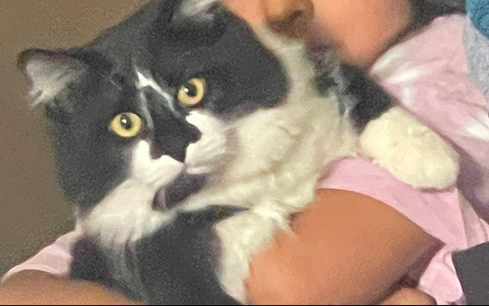 Jarvis joined the competition — help win amazing prizes! black_cat, carnivore, cat, claw, comfort, domestic_short_haired_cat, felidae, formal_wear, fur, paw, small_to_medium_sized_cats, snout, tail, terrestrial_animal, thigh, whiskers