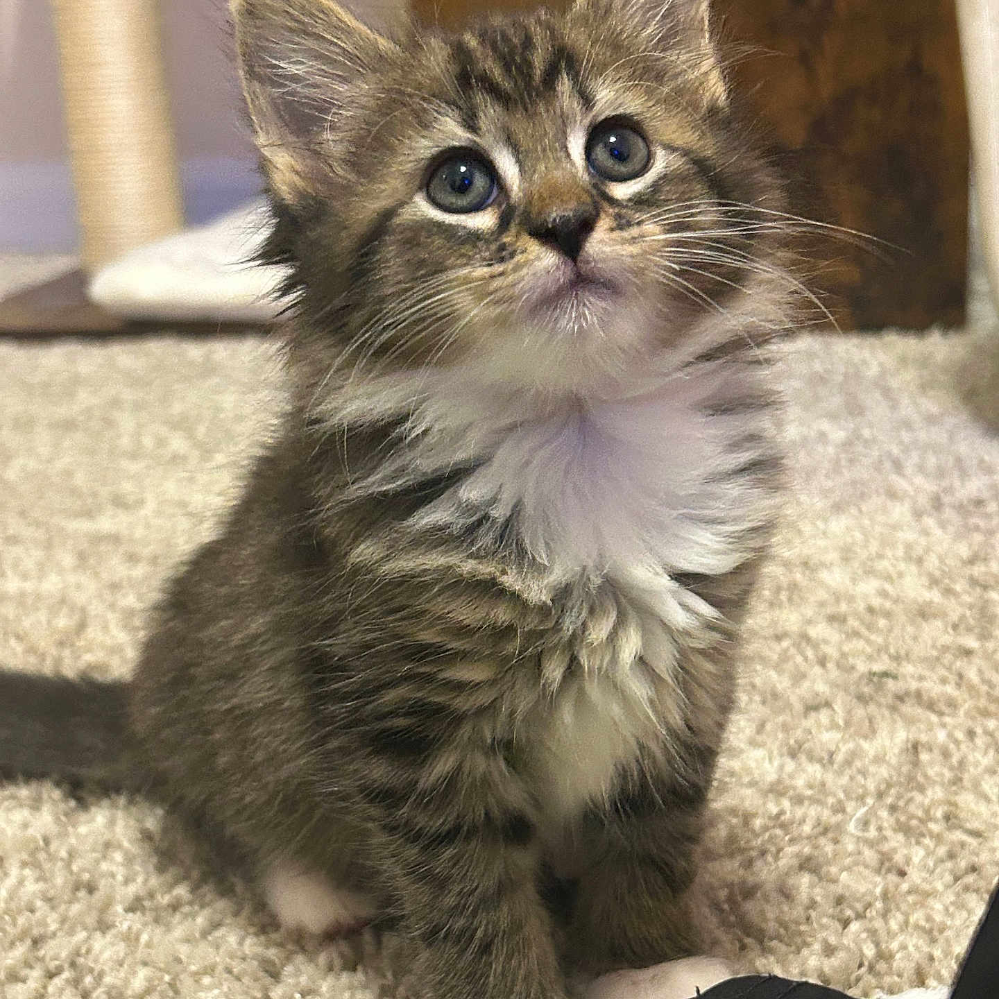 Zora