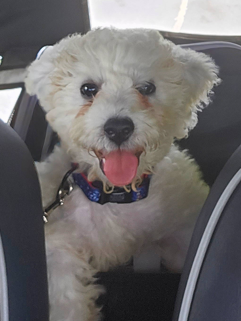 Max joined the competition — help win amazing prizes! canidae, carnivore, collar, companion_dog, dog, dog_breed, dog_collar, fur, labradoodle, maltepoo, poodle, poodle_crossbreed, puppy_love, shih_poo, small_terrier, snout, sporting_group, terrier, toy_dog, water_dog