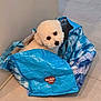 Max is registered to the contest to win money with this photo: animal, bag, blue, corner, cozy, curious, cute, dog, domestic, floor, fluffy, indoor, looking_up, pet, playful, resting, reusable_bag, small_dog, tile, white