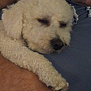 Max is registered to the contest to win money with this photo: animal, blue_shirt, close_up, comfort, companionship, cozy, cuddle, curly_fur, dog, friendship, human_arm, indoor, mammal, nap, pet, portrait, relaxation, resting, sleeping, white_dog