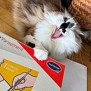 Nala a rejoint le concours — aidez-le/la à gagner de superbes lots ! animal, basket, box, cat, closeup, domestic, fluffy, fur, illustration, indoor, medical, mouth_open, paw, pet, playful, resting, whiskers, white, wooden_floor, yawning