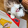 animal, basket, box, cat, closeup, domestic, fluffy, fur, illustration, indoor, medical, mouth_open, paw, pet, playful, resting, whiskers, white, wooden_floor, yawning