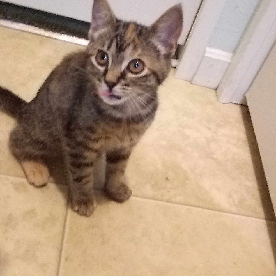 Niza joined the competition — help win amazing prizes! abyssinian, accessories, animal, cat, door, egyptiancat, kitten, manx, person, pet, plywood, siamese, slate, strap, wood