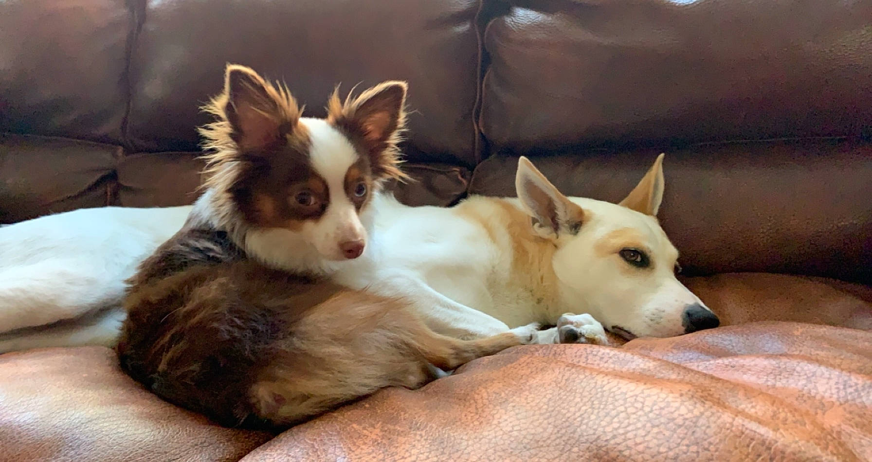 Bailey is registered to the contest to win money with this photo: brown, canidae, carnivore, comfort, companion_dog, couch, dog, dog_breed, fawn, fur, herding_dog, liver, living_room, snout, sporting_group, vertebrate, whiskers, working_animal, working_dog