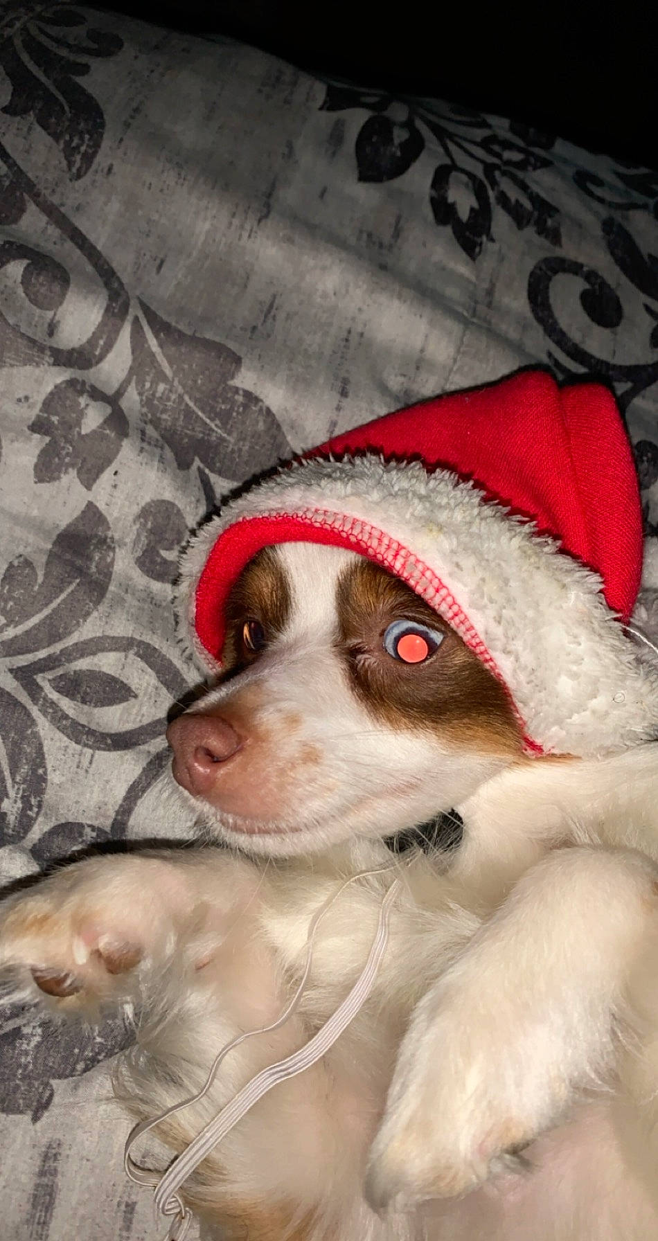 Bailey is registered to the contest to win money with this photo: canidae, carnivore, companion_dog, dog, dog_breed, dog_clothes, dog_supply, fur, paw, snout, sporting_group, whiskers, working_animal, working_dog