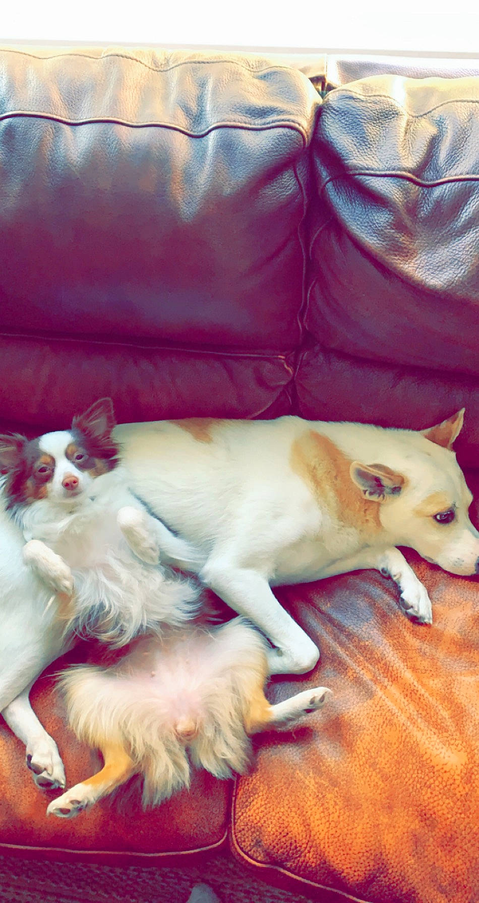 Bailey joined the competition — help win amazing prizes! canidae, carnivore, cat, collar, companion_dog, couch, dog, dog_breed, dog_supply, fawn, felidae, fur, living_room, paw, small_to_medium_sized_cats, snout, sporting_group, studio_couch, tail, working_animal