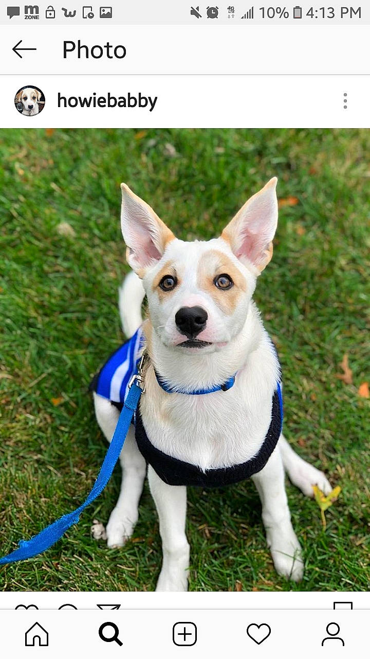 Howie is registered to the contest to win money with this photo: canidae, carnivore, carolina_dog, companion_dog, dog, dog_breed, mammal, photo_caption, photography, rare_breed_dog, rat_terrier, vertebrate