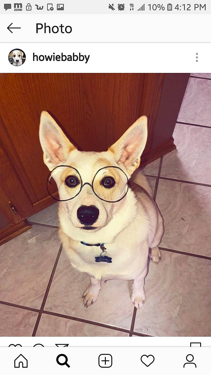 Howie is registered to the contest to win money with this photo: ancient_dog_breeds, canidae, carnivore, chihuahua, dog, dog_breed, ear, eyewear, fawn, mammal, nose, pembroke_welsh_corgi, photo_caption, snout, square, toy_dog, vertebrate, welsh_corgi, whiskers