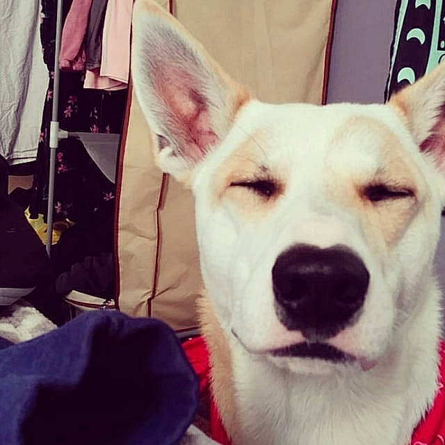 Howie joined the competition — help win amazing prizes! akita, berger_blanc_suisse, canidae, carnivore, dog, dog_breed, ear, eye, head, jaw, korean_jindo_dog, mammal, nose, organ, rare_breed_dog, skin, snout, vertebrate, white, white_shepherd