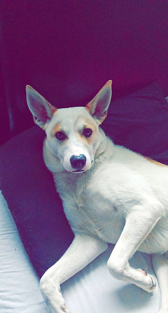 Howie is registered to the contest to win money with this photo: ancient_dog_breeds, canaan_dog, canidae, carnivore, carolina_dog, dog, dog_breed, korean_jindo_dog, mammal, rare_breed_dog, tail, vertebrate, white_shepherd