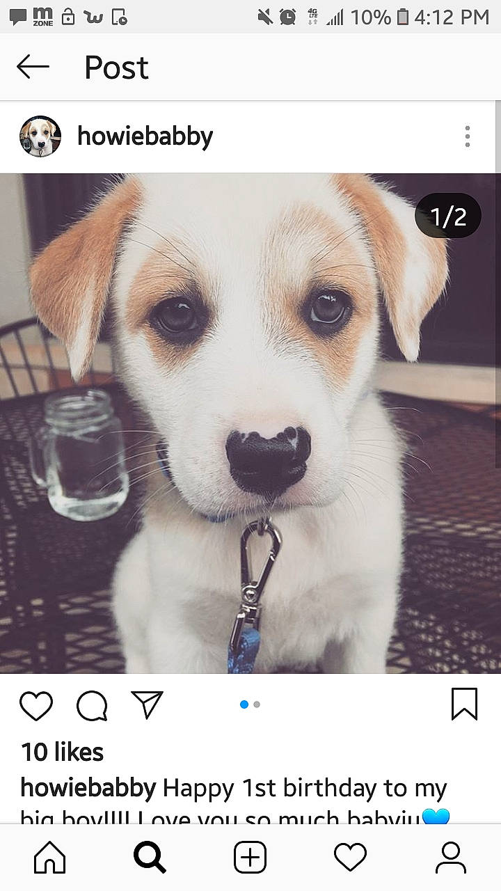 Howie joined the competition — help win amazing prizes! ancient_dog_breeds, canidae, carnivore, companion_dog, dog, dog_breed, fawn, nose, photo_caption, photography, puppy, puppy_love, rare_breed_dog, russell_terrier, screenshot, snout, street_dog