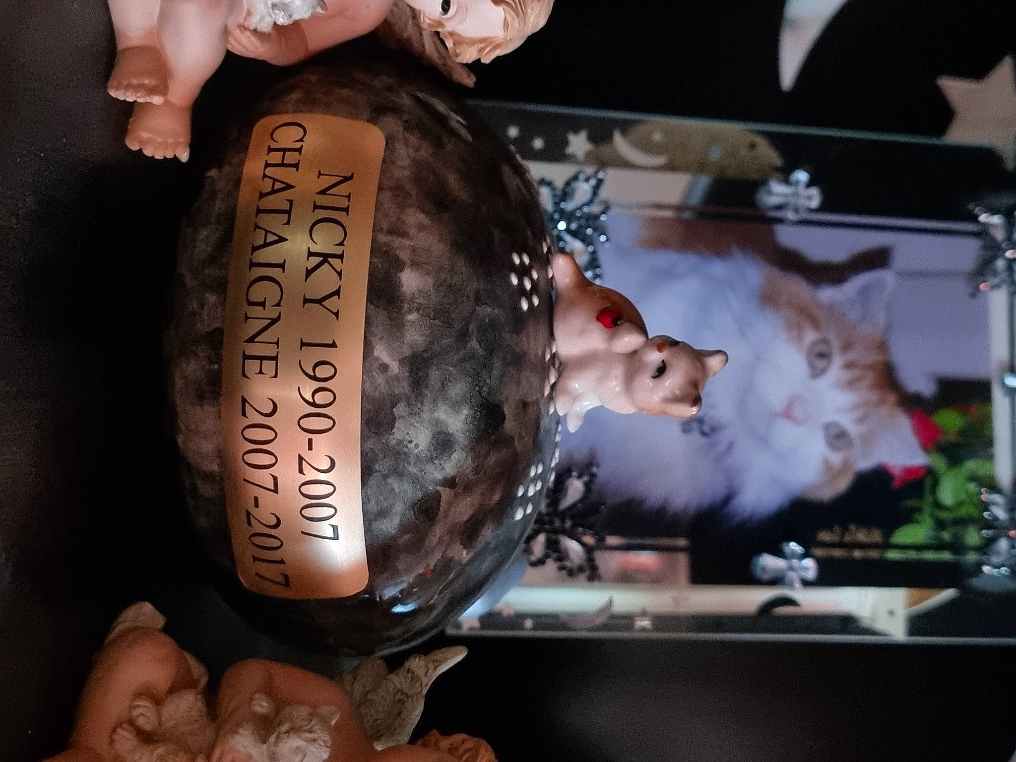 Châtaigne a rejoint le concours — aidez-le/la à gagner de superbes lots ! carnivore, cat, comfort_food, drink, drum, drumhead, event, eyewear, felidae, finger, flesh, font, fur, membranophone, metal, musical_instrument, nail, small_to_medium_sized_cats, whiskers, wrist