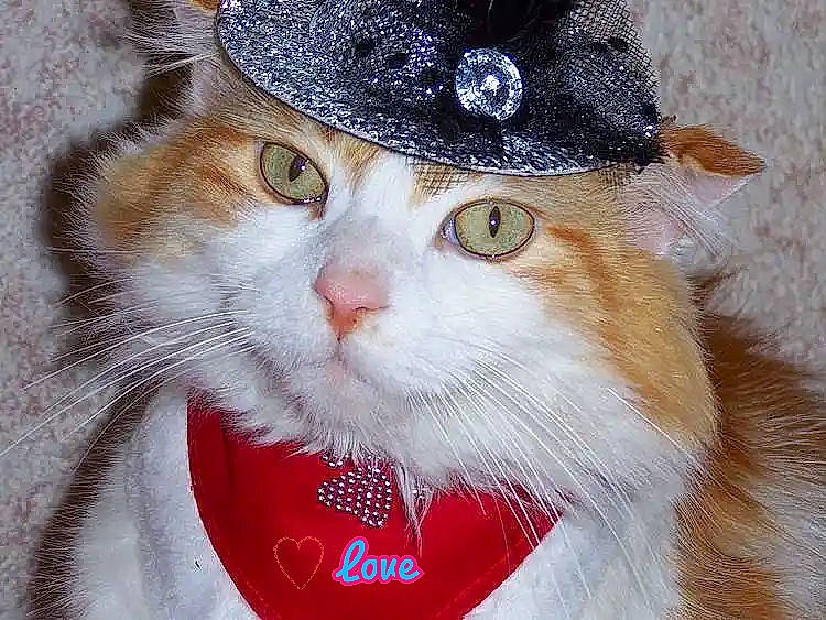 Châtaigne participe au concours pour gagner de l'argent avec cette photo : art, carnivore, cat, christmas_ornament, collar, costume_hat, domestic_short_haired_cat, event, fashion_accessory, fawn, fedora, felidae, fur, hat, headgear, holiday, small_to_medium_sized_cats, snout, sun_hat, whiskers