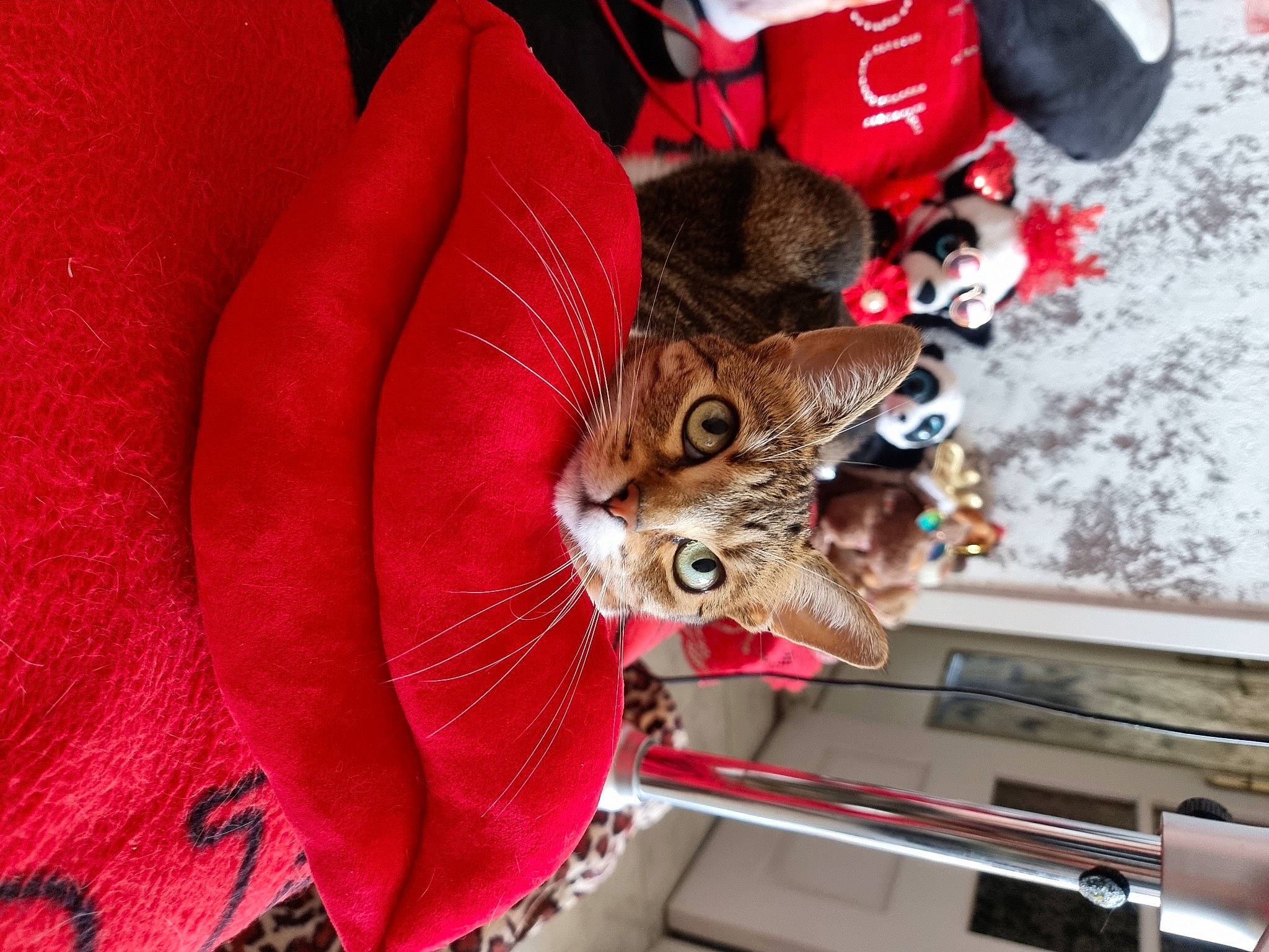 Stella a rejoint le concours — aidez-le/la à gagner de superbes lots ! carmine, carnivore, cat, comfort, domestic_short_haired_cat, dress, event, felidae, fur, guitar, hat, houseplant, magenta, petal, plant, small_to_medium_sized_cats, tail, textile, tree, whiskers