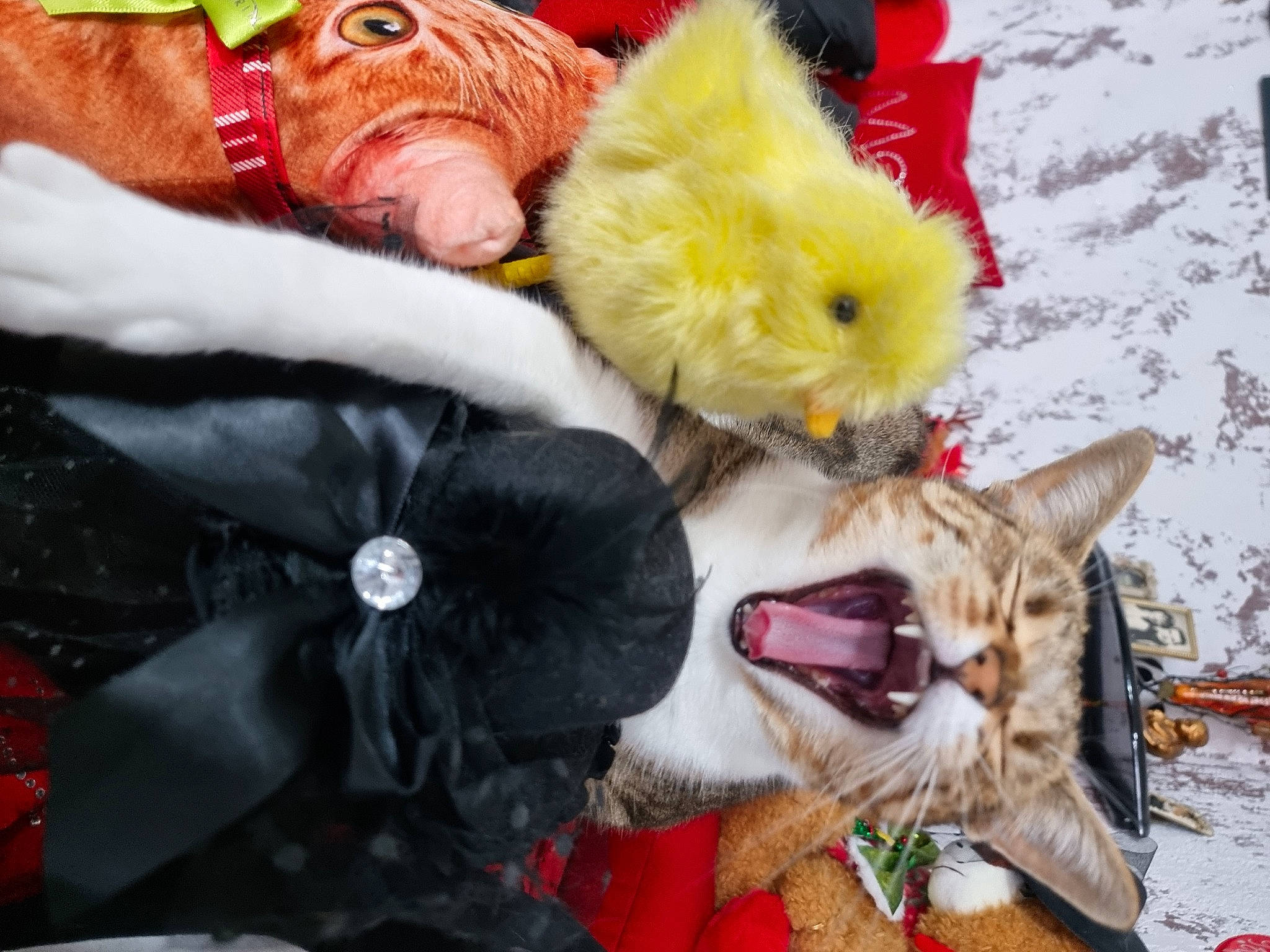 Stella participe au concours pour gagner de l'argent avec cette photo : canidae, carmine, cat, companion_dog, dog_breed, domestic_short_haired_cat, event, fawn, felidae, fur, fur_clothing, plush, poultry, small_to_medium_sized_cats, snout, stuffed_toy, sunglasses, tail, toy, whiskers