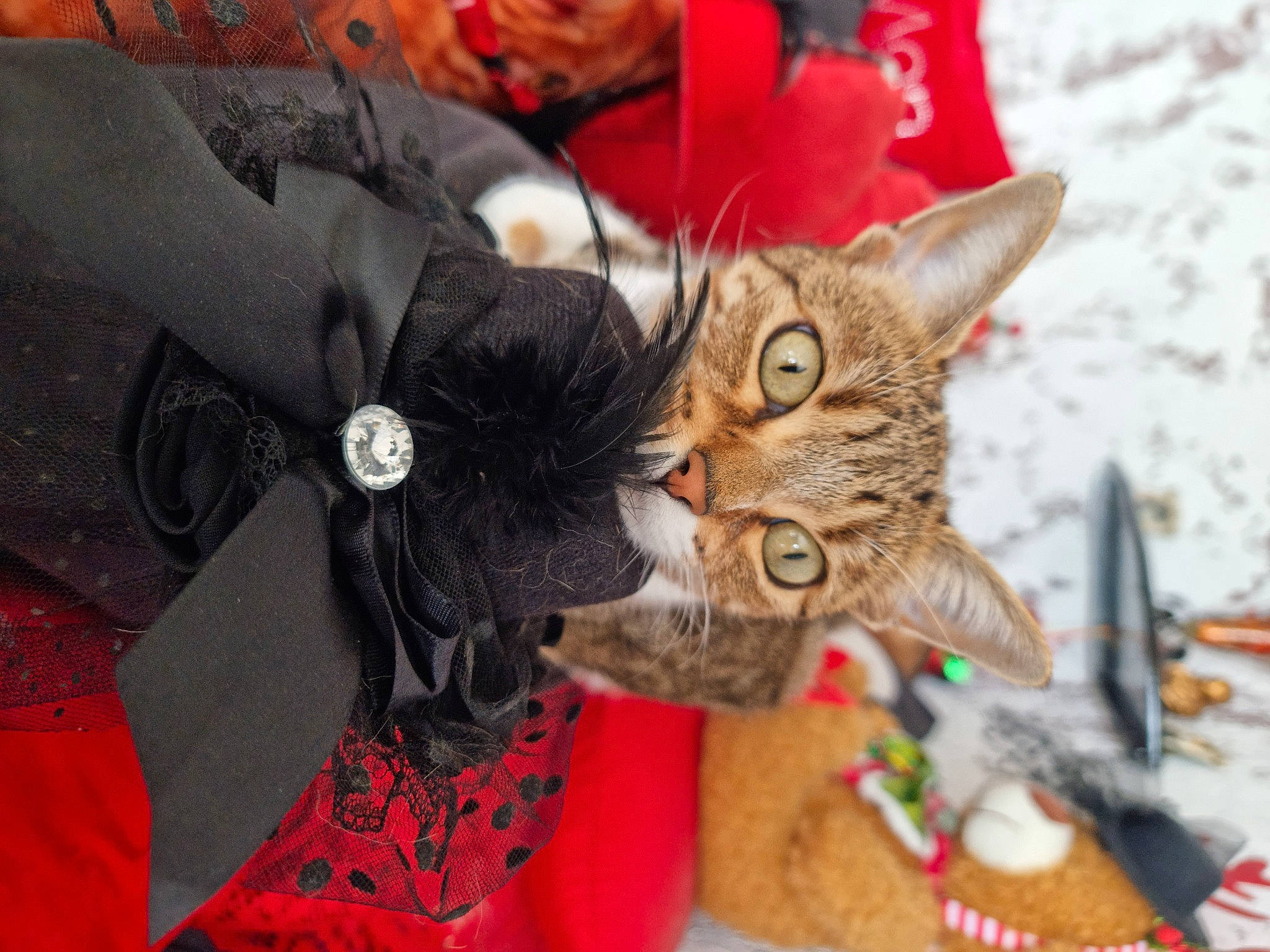 Stella a rejoint le concours — aidez-le/la à gagner de superbes lots ! art, carmine, carnivore, cat, claw, costume_hat, domestic_short_haired_cat, event, fashion_accessory, fawn, felidae, fur, hat, holiday, small_to_medium_sized_cats, tail, toy, whiskers
