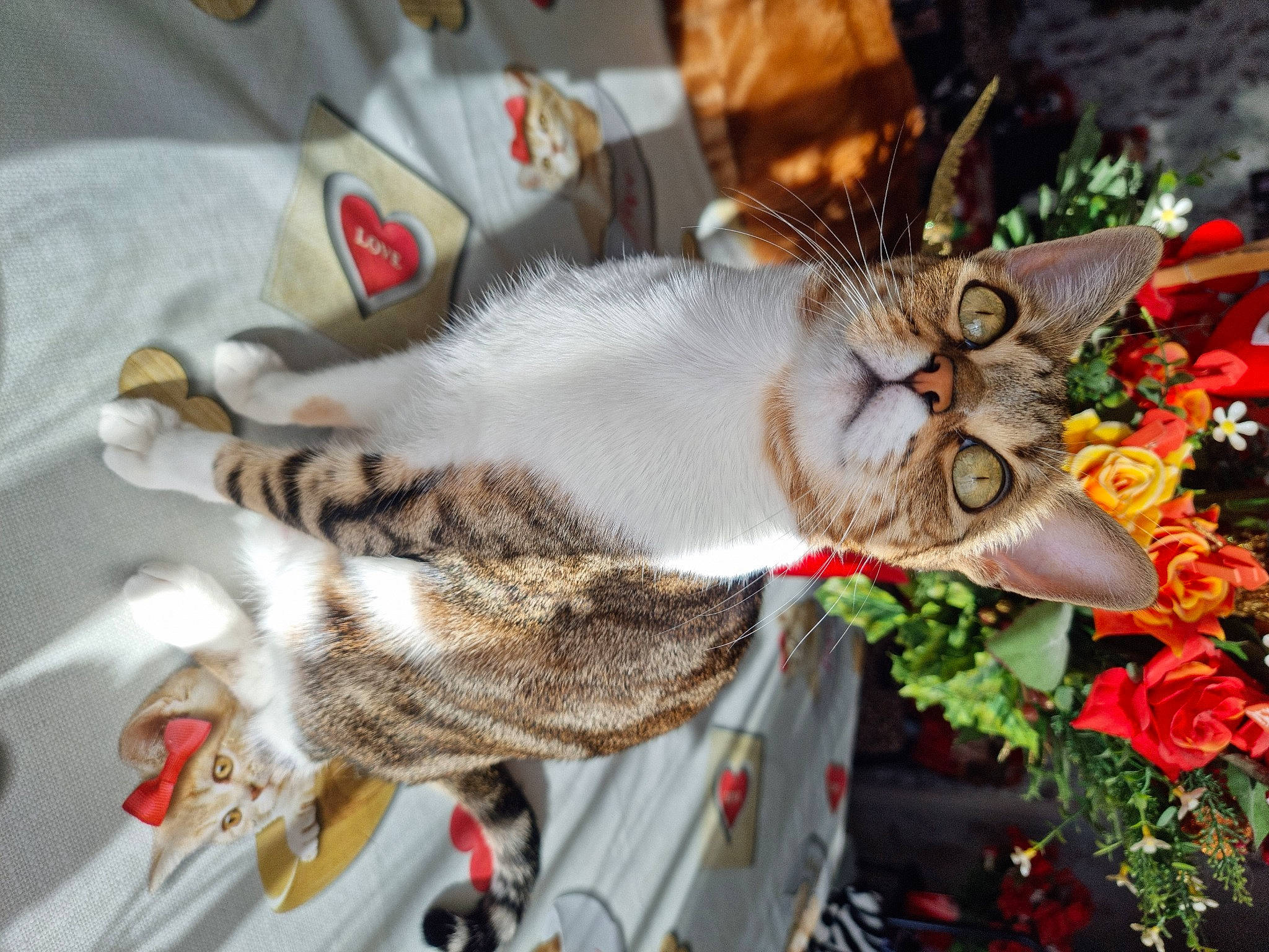 Stella a rejoint le concours — aidez-le/la à gagner de superbes lots ! carnivore, cat, christmas, claw, collar, domestic_short_haired_cat, event, felidae, flower, flower_arranging, fur, grass, holiday, paw, plant, small_to_medium_sized_cats, tail, tree, whiskers