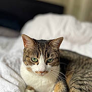Margaret participe au concours pour gagner de l'argent avec cette photo : animal, bed, bedding, bedroom, blanket, calm, cat, close_up, ears, feline, fur, green_eyes, home, indoors, pet, portrait, sitting, tabby_cat, whiskers, white_cat