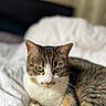 animal, bed, bedding, bedroom, blanket, calm, cat, close_up, ears, feline, fur, green_eyes, home, indoors, pet, portrait, sitting, tabby_cat, whiskers, white_cat