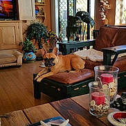 Winston is registered to the contest to win money with this photo: birthday_text, book, candles, couch, decor, dog, door, flooring, french_bulldog, furniture, indoor, living_room, ottoman, pet, plants, relaxed, seashells, television, window, wooden_table