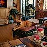 birthday_text, book, candles, couch, decor, dog, door, flooring, french_bulldog, furniture, indoor, living_room, ottoman, pet, plants, relaxed, seashells, television, window, wooden_table