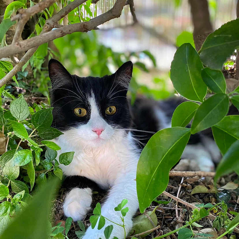 Tya participe au concours pour gagner de l'argent avec cette photo : abyssinian, angora, animal, blackcat, cat, flower, grass, green, herbal, herbs, ivy, kitten, leaf, manx, nature, outdoors, pet, plant, pottedplant, vegetation
