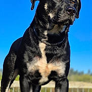 Tank is registered to the contest to win money with this photo: alert, animal, background_blur, black_and_tan, blue_sky, canine, closeup, collar, daylight, dog, fur, mammal, nature, outdoor, pet, portrait, sky, standing, sunlight, watchful