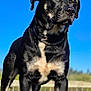 alert, animal, background_blur, black_and_tan, blue_sky, canine, closeup, collar, daylight, dog, fur, mammal, nature, outdoor, pet, portrait, sky, standing, sunlight, watchful