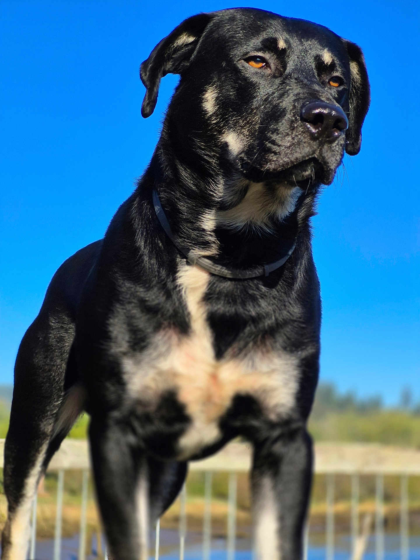 Tank