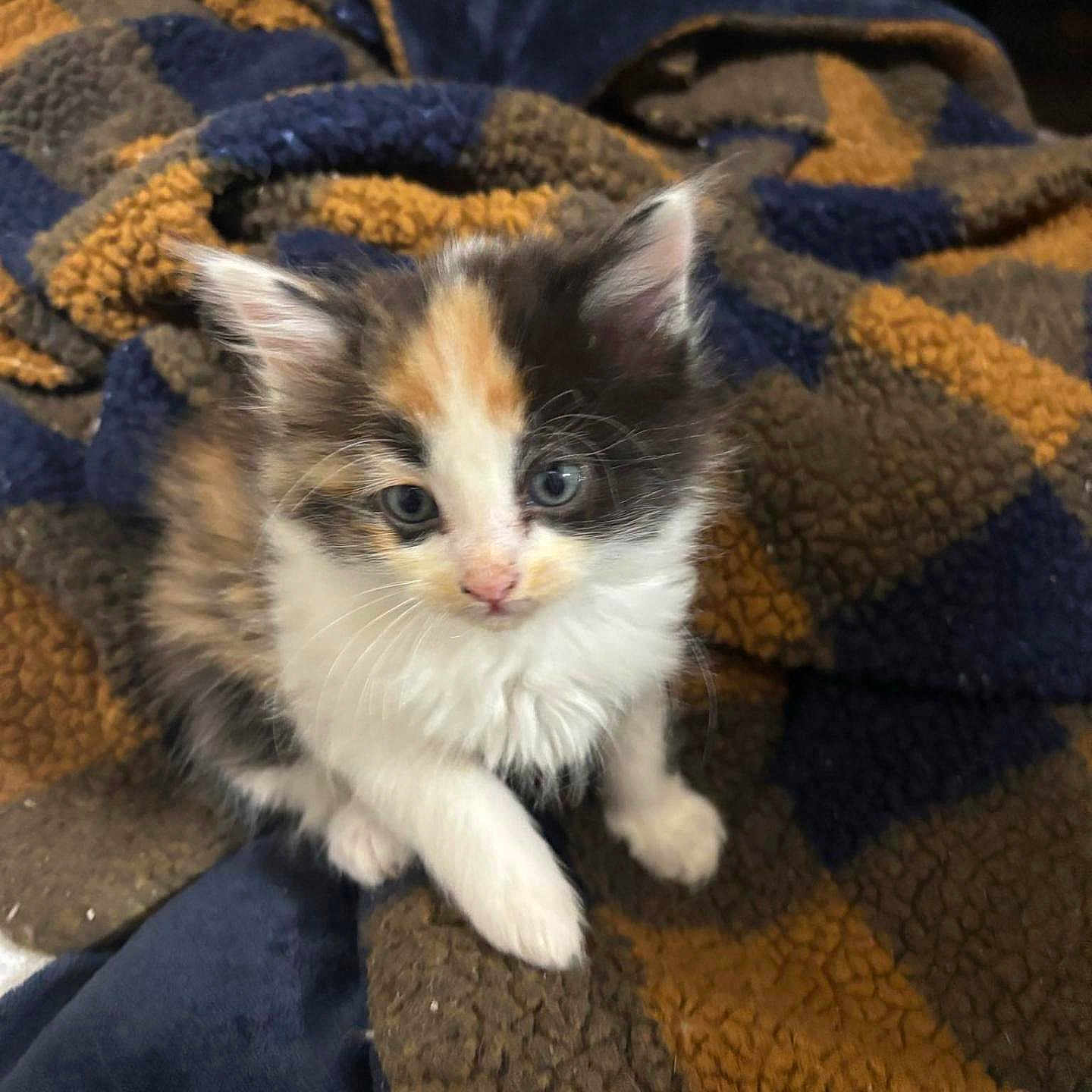 Gizmo joined the competition — help win amazing prizes! animal, blanket, blue_eyes, calico, cat, cozy, curious, cute, domestic, fur, furry, indoor, kitten, mammal, patterned, paw, pet, small, whiskers, young