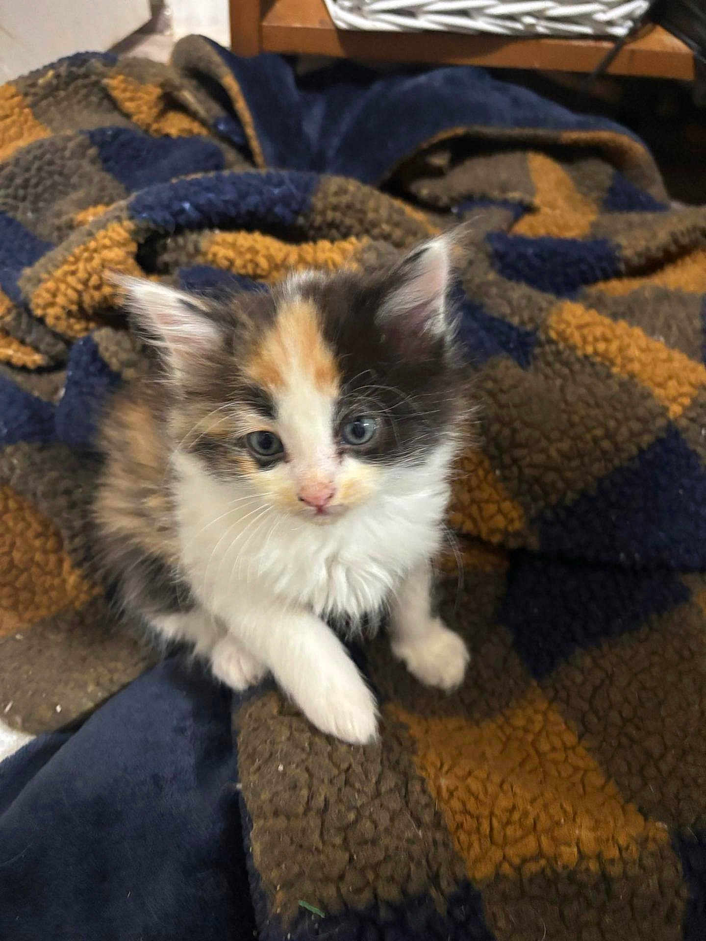 Gizmo joined the competition — help win amazing prizes! kitten, cat, calico, furry, pet, animal, cute, blue_eyes, blanket, patterned, cozy, indoor, small, young, whiskers, paw, fur, domestic, mammal, curious