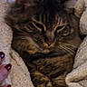 animal, blanket, brown_fur, cat, close_up, cozy, cuddled, ears, furry, hand, indoor, nail_polish, paws, pet, portrait, relaxed, sleepy, striped_fur, tabby_cat, whiskers