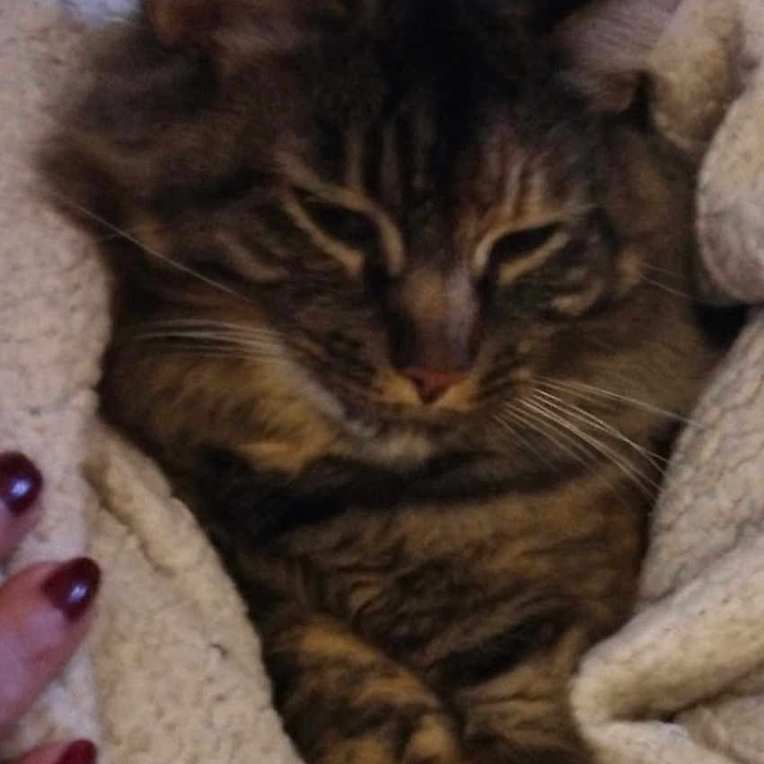 Penny
