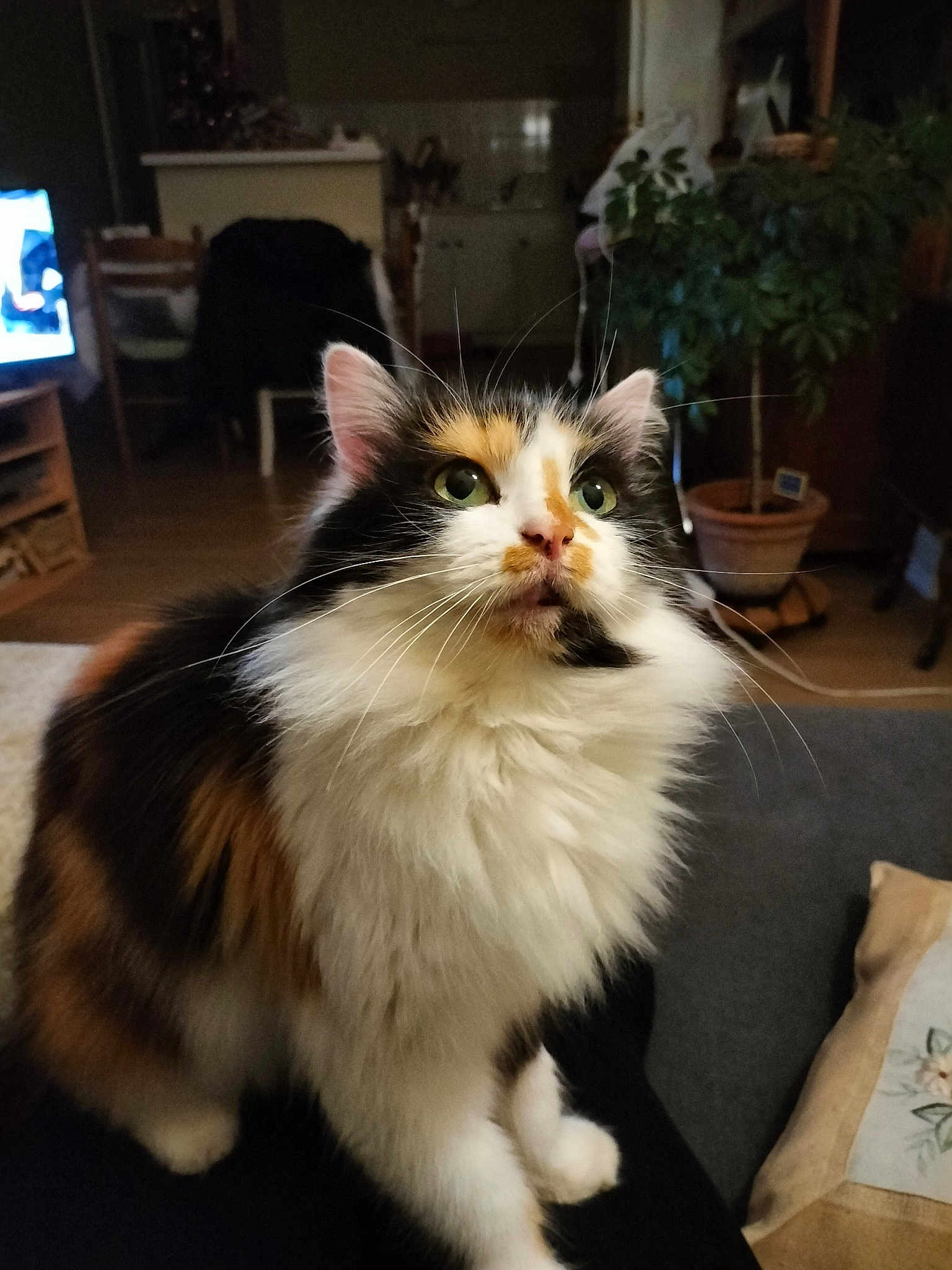 Praline