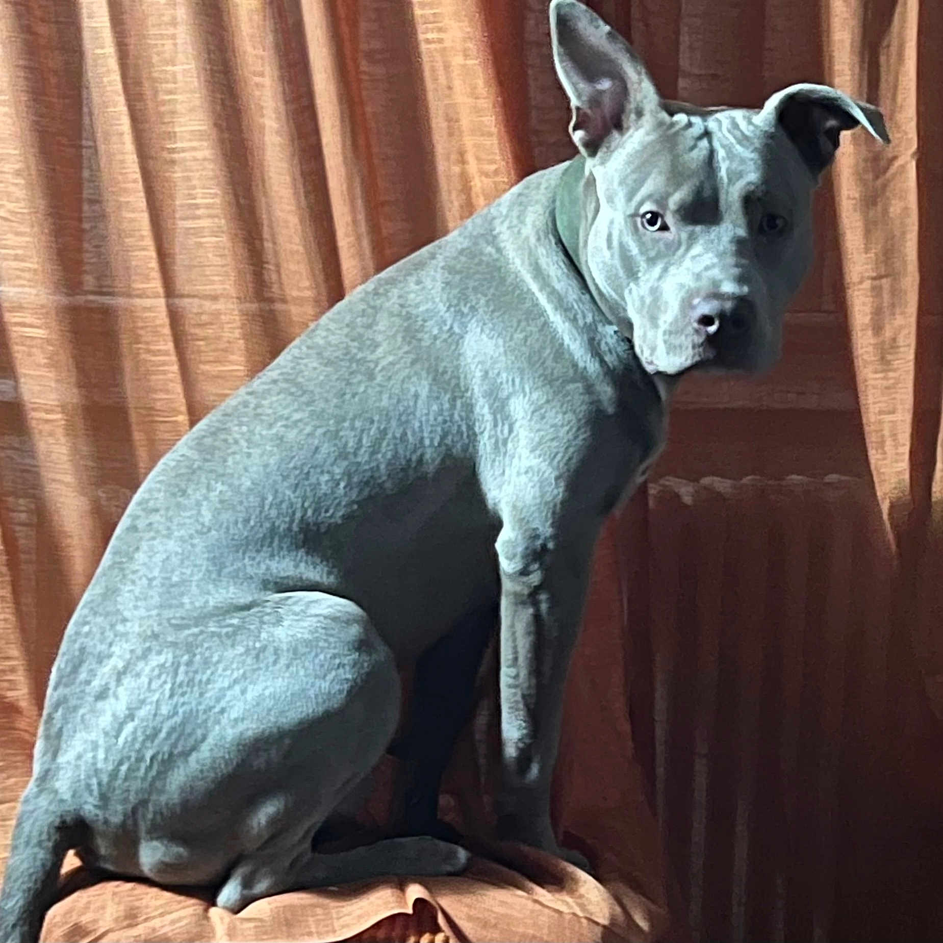 King Burke is registered to the contest to win money with this photo: alert, animal, canine, companion, curtains, cushion, dog, domestic_animal, ears_up, furniture, gray_dog, home, indoor, light, looking, muscular, pet, portrait, shadow, sitting