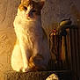 Harry a rejoint le concours — aidez-le/la à gagner de superbes lots ! cat, orange_cat, white_cat, indoor, pet, feline, warm_lighting, textured_wall, pillow, cozy, relaxed, curled_tail, household_objects, moody_light, portrait, sitting, cute, fur, domestic_animal, furniture