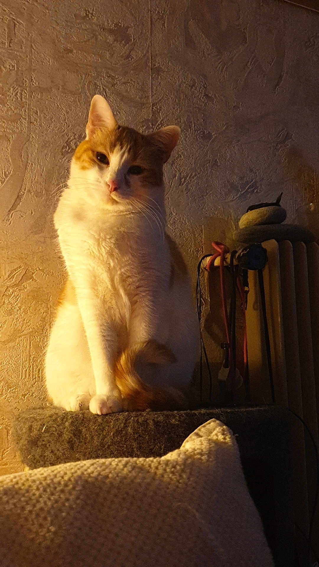 Harry a rejoint le concours — aidez-le/la à gagner de superbes lots ! cat, orange_cat, white_cat, indoor, pet, feline, warm_lighting, textured_wall, pillow, cozy, relaxed, curled_tail, household_objects, moody_light, portrait, sitting, cute, fur, domestic_animal, furniture