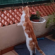 Harry participe au concours pour gagner de l'argent avec cette photo : cat, orange_and_white_cat, standing_cat, indoor, potted_plants, decorative_lattice, green_mesh_fence, blue_mat, curious_cat, tail, tile_floor, pet, animal, feline, looking, balcony, home, domestic_cat, plant_pot, whiskers