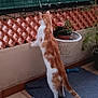 cat, orange_and_white_cat, standing_cat, indoor, potted_plants, decorative_lattice, green_mesh_fence, blue_mat, curious_cat, tail, tile_floor, pet, animal, feline, looking, balcony, home, domestic_cat, plant_pot, whiskers