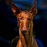 alert, animal, background_blur, brown_dog, canine, closeup, dog, ears, expression, focused, fur, looking, muzzle, nature, outdoor, pet, photography, portrait, standing, vivid