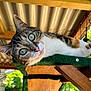 abyssinian, animal, architecture, building, cat, handrail, hardwood, house, housing, indoors, kitten, manx, outdoors, patio, pergola, pet, plywood, porch, shelter, wood