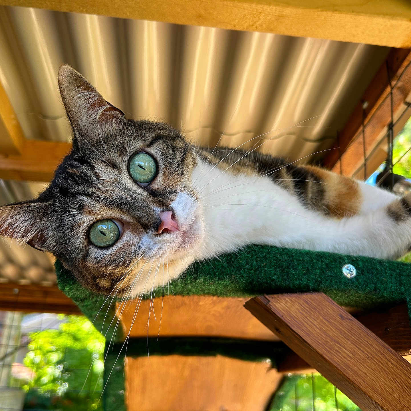 Mitts Marie is registered to the contest to win money with this photo: abyssinian, animal, architecture, building, cat, handrail, hardwood, house, housing, indoors, kitten, manx, outdoors, patio, pergola, pet, plywood, porch, shelter, wood
