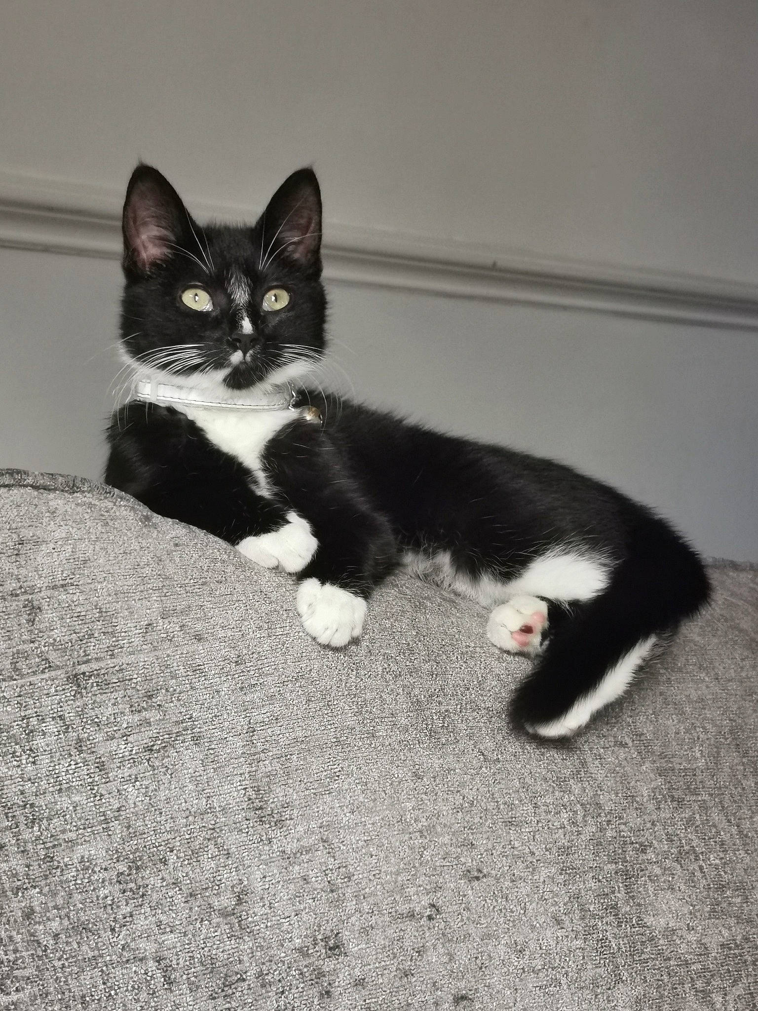 Cloe joined the competition — help win amazing prizes! carnivore, cat, comfort, domestic_short_haired_cat, eye, felidae, flooring, foot, fur, grey, monochrome, monochrome_photography, paw, small_to_medium_sized_cats, snout, tail, terrestrial_animal, whiskers