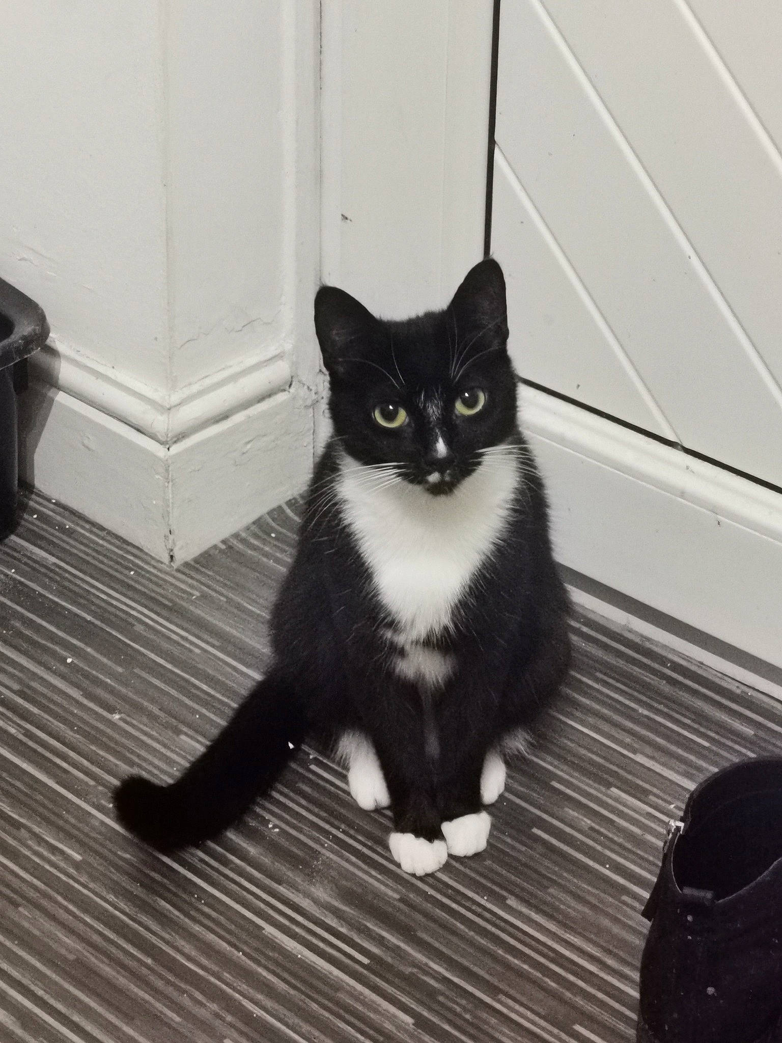 Cloe joined the competition — help win amazing prizes! carnivore, cat, domestic_short_haired_cat, felidae, floor, flooring, foot, fur, grey, hardwood, human_leg, monochrome, monochrome_photography, paw, small_to_medium_sized_cats, snout, tail, whiskers, wood, wood_flooring