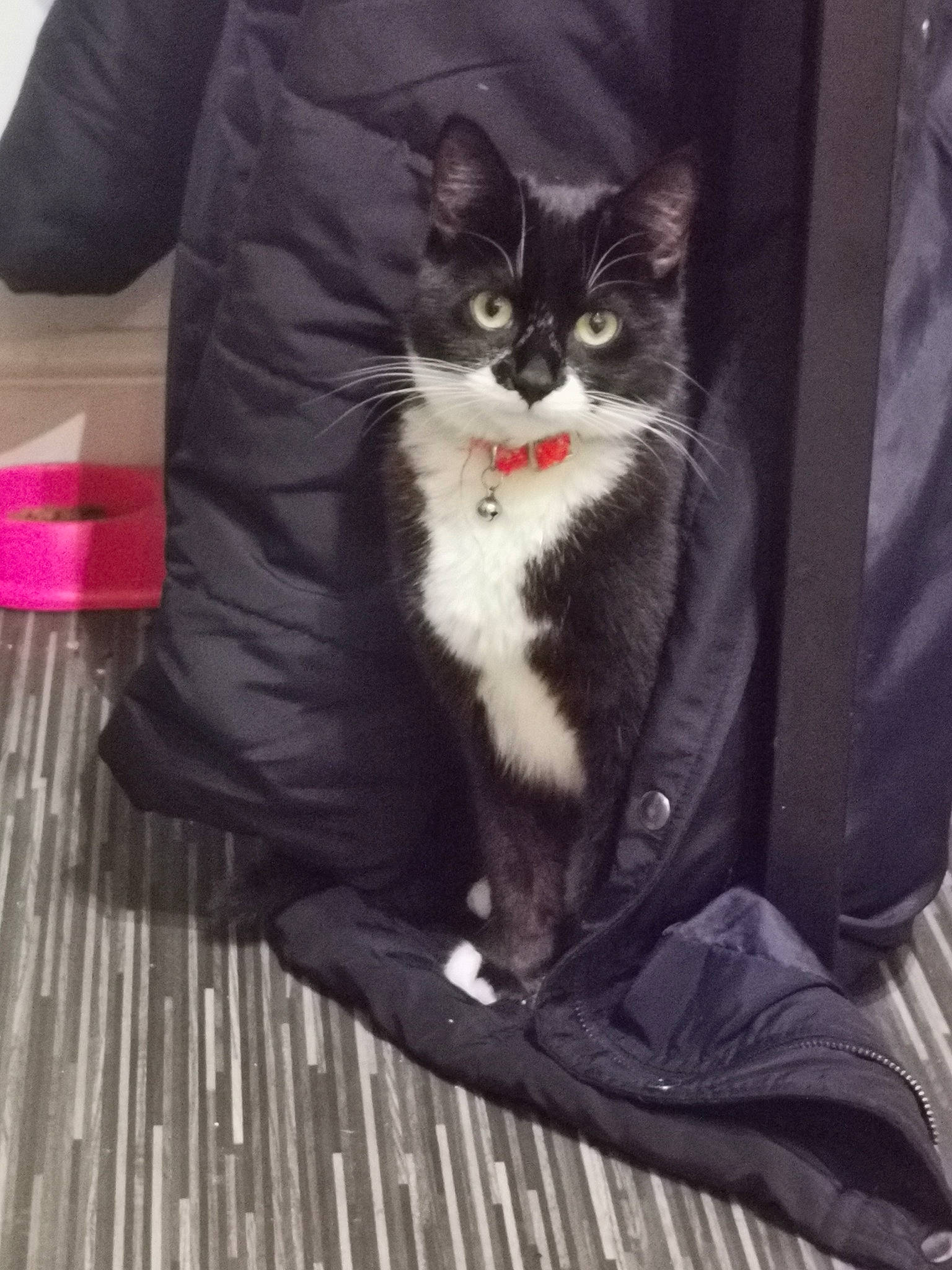 Bella is registered to the contest to win money with this photo: bag, box, carnivore, cat, comfort, domestic_short_haired_cat, felidae, flooring, formal_wear, fur, grey, hardwood, lap, paw, sitting, small_to_medium_sized_cats, snout, tail, whiskers, wood