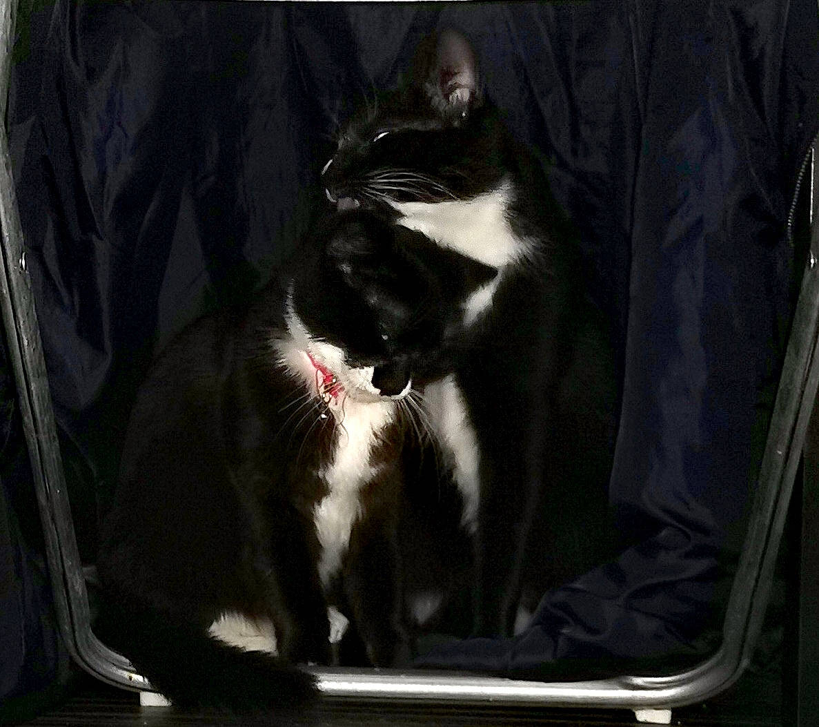 Bella joined the competition — help win amazing prizes! auto_part, automotive_design, automotive_exterior, automotive_lighting, automotive_window_part, carnivore, cat, comfort, darkness, domestic_short_haired_cat, felidae, fender, formal_wear, fur, photo_caption, small_to_medium_sized_cats, snout, tail, whiskers, windshield