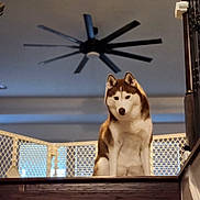 Miss Keylani Blaze joined the competition — help win amazing prizes! dog, husky, pet, staircase, stairs, baby_gate, indoor, home_interior, ceiling_fan, railing, banister, wood_stairs, sitting, portrait, attentive, brown_white_fur, ears, gaze, guard, muzzle