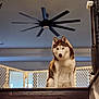 dog, husky, pet, staircase, stairs, baby_gate, indoor, home_interior, ceiling_fan, railing, banister, wood_stairs, sitting, portrait, attentive, brown_white_fur, ears, gaze, guard, muzzle